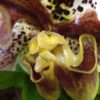 Paphiopedilum Hybride mit Blütenmissbildung – Bild 2