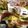 Paphiopedilum Hybride mit Blütenmissbildung – Bild 3
