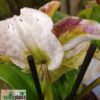 Paphiopedilum Hybride mit Blütenmissbildung – Bild 4