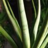 Sansevieria Hybride 'Lady Charm'