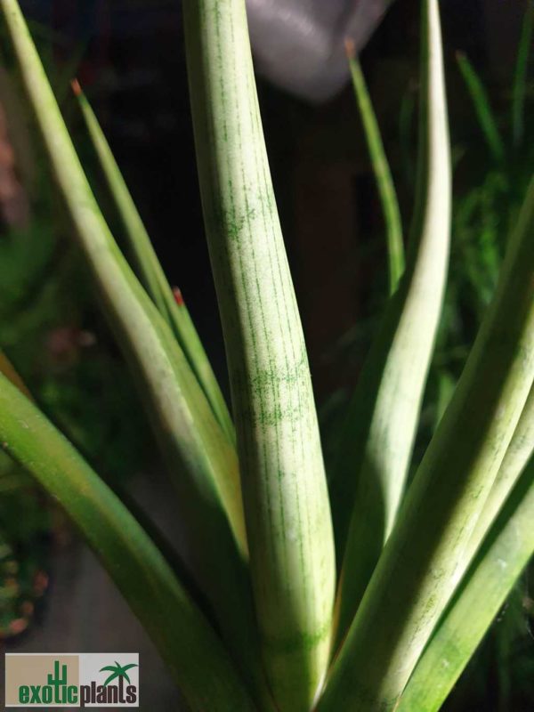 Sansevieria Hybride 'Lady Charm'