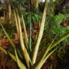 Sansevieria "Lady Charm" (S. "Florida H-13" X S. ballyi cv "Tom Grumbley") – Bild 2