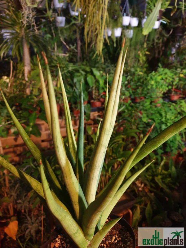 Sansevieria 