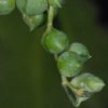 Senecio rowleyanus – Bild 2