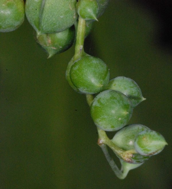 Senecio rowleyanus – Bild 2