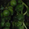 Senecio rowleyanus – Bild 4