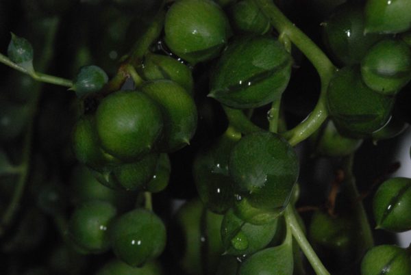 Senecio rowleyanus – Bild 4