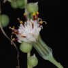 Senecio rowleyanus
