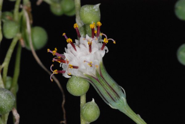 Senecio rowleyanus