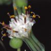 Senecio rowleyanus – Bild 5