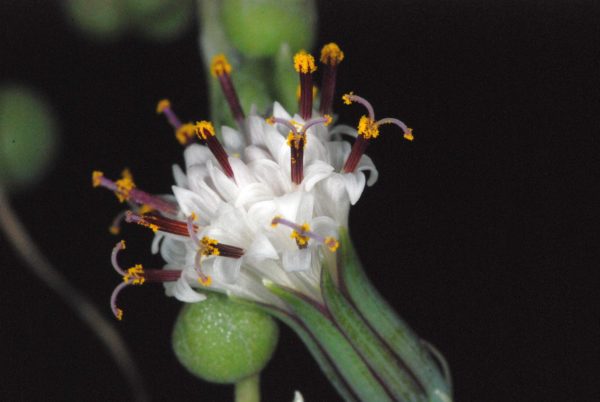 Senecio rowleyanus – Bild 5