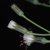Senecio rowleyanus – Bild 3