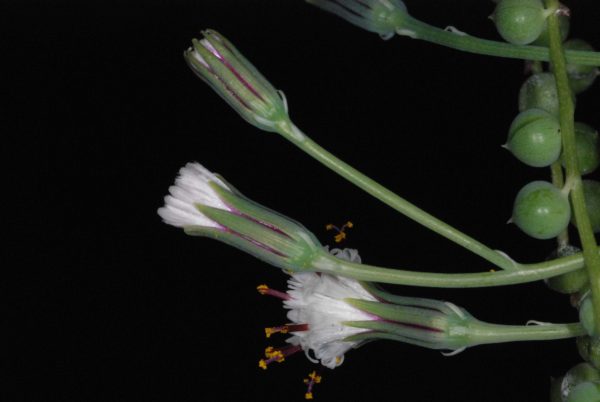 Senecio rowleyanus – Bild 3