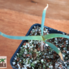 Welwitschia mirabilis