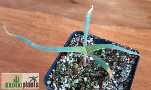 Welwitschia mirabilis