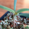 Welwitschia mirabilis – Bild 2