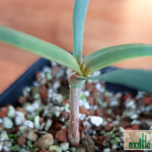 - Welwitschia