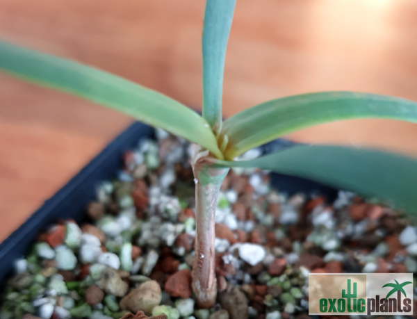 Welwitschia mirabilis – Bild 2