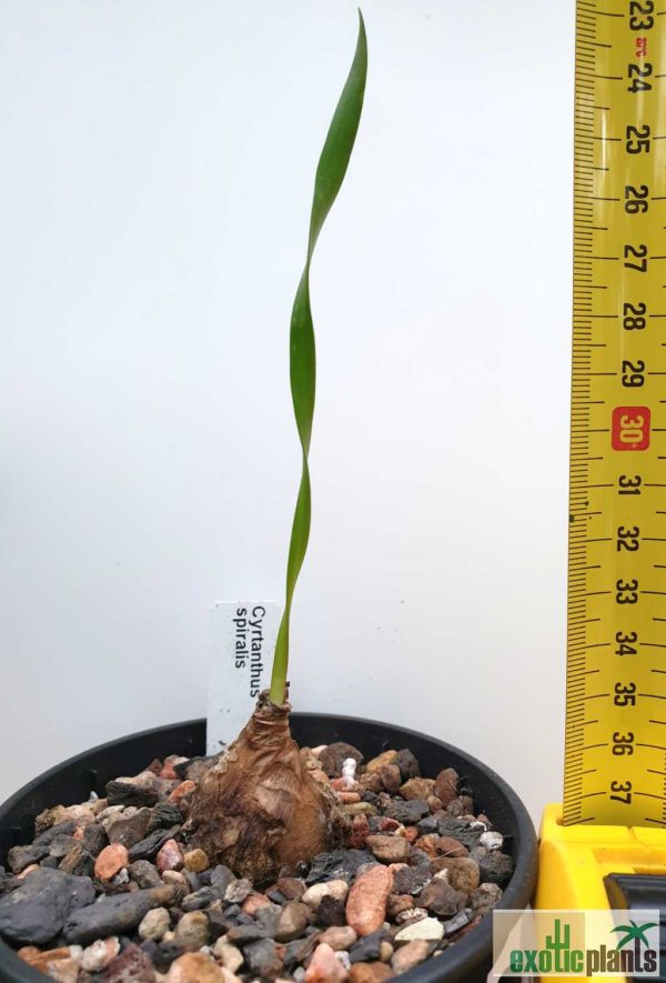 Cyrtanthus spiralis