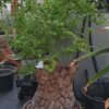 Dioscorea elephantipes – Bild 3