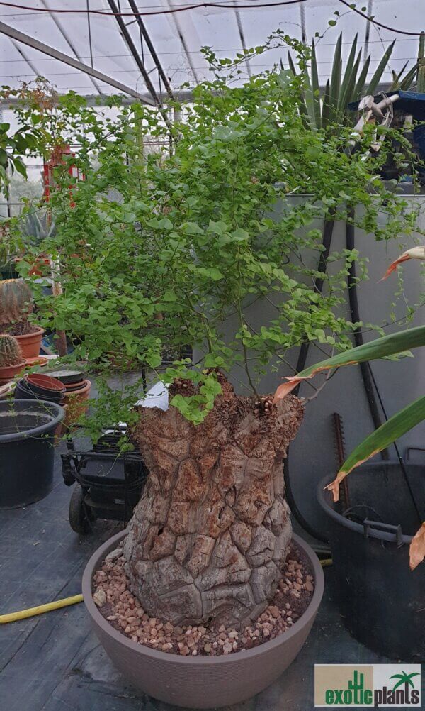 Dioscorea elephantipes – Bild 3