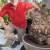 Dioscorea elephantipes – Bild 2