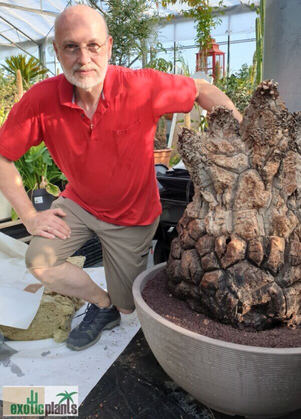 Dioscorea elephantipes – Bild 2
