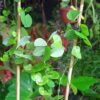 Dioscorea elephantipes