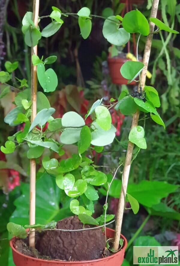 Dioscorea elephantipes