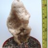 Raphionacme zeyheri – Bild 2