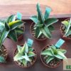 Sansevieria ehrenbergii (robusta 'Dwarf') variegata – Bild 3
