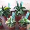 Sansevieria ehrenbergii (robusta 'Dwarf') variegata – Bild 2