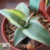 Sansevieria ehrenbergii (robusta 'Dwarf') variegata – Bild 4