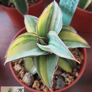 Sansevieria robusta Dwarf variegata