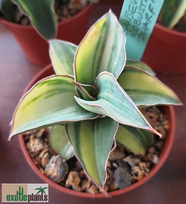 Sansevieria robusta Dwarf variegata