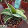 Sansevieria ehrenbergii (robusta 'Dwarf') variegata – Bild 5