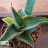 Sansevieria ehrenbergii (robusta 'Dwarf') variegata – Bild 6