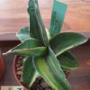 Sansevieria ehrenbergii (robusta 'Dwarf') variegata – Bild 7