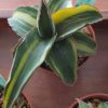 Sansevieria robusta 'Dwarf" variegata