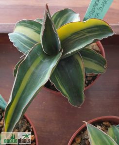 Sansevieria robusta 'Dwarf" variegata
