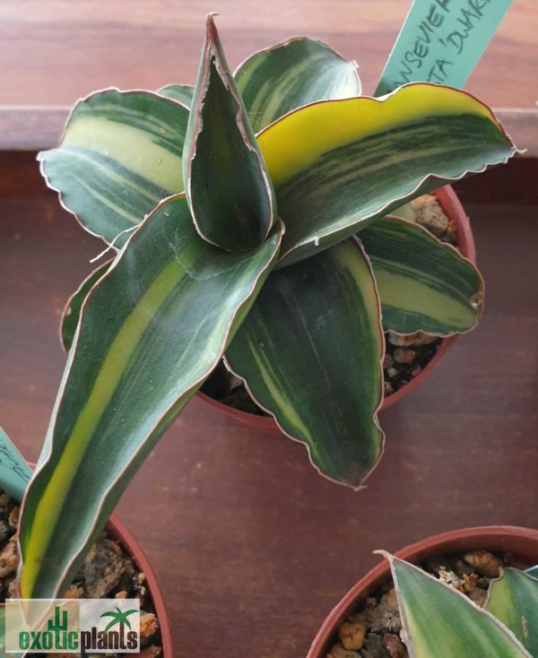 Sansevieria robusta 'Dwarf" variegata