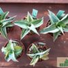 Sansevieria sp. ('blue leaf') variegata – Bild 2