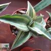Sansevieria sp. ('blue leaf') variegata – Bild 10