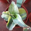 Sansevieria sp. ('blue leaf') variegata – Bild 3