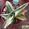 Sansevieria sp. ('blue leaf') variegata – Bild 4