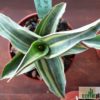 Sansevieria sp. ('blue leaf') variegata – Bild 5