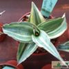 Sansevieria sp. ('blue leaf') variegata – Bild 6