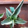 Sansevieria sp. ('blue leaf') variegata – Bild 7