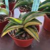 Sansevieria sp. ('blue leaf') variegata – Bild 8