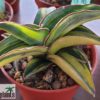 Sansevieria sp. ('blue leaf') variegata
